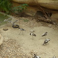 Dvůr Králové zoo-safari park