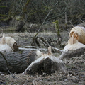 bobři v Českém lese
