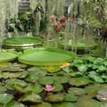 Botanická záhrada UK